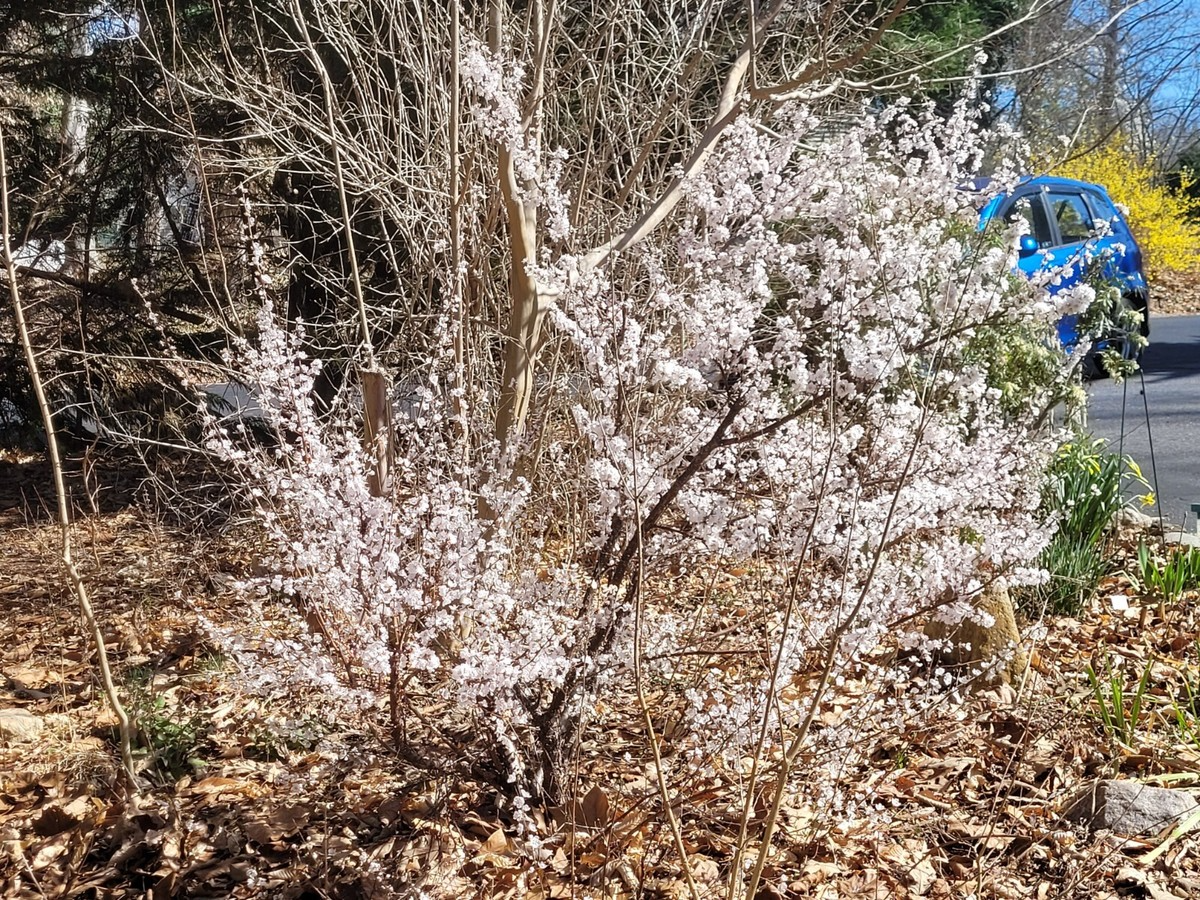 10 Unrooted Cuttings Dwarf Nanking Cherry Prunus Tomentosa Semi-Hardwood (6-7”)