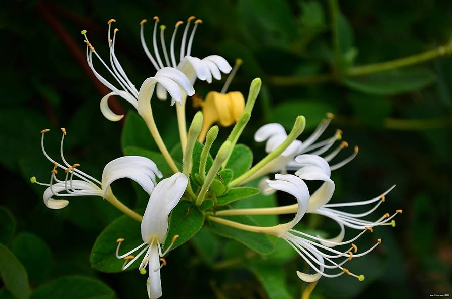 50 European Fly Honeysuckle Vine Seeds, Native Perennial White Honeysuckle Bush (Lonicera xylosteum), Hardy Vine for Garden & Landscaping