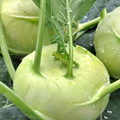 500mg White Vienna Kohlrabi Seeds Brassica oleracea | Heirloom, Non-GMO, Crisp & Nutritious, Easy to Grow, Great for Salads and Cooking