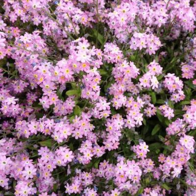 200 Seeds Rose Forget-Me-Not Myosotis Perennial Flowers Ground Cover Border Non-GMO, Easy to Grow, Beautiful Blooms, Garden Plant