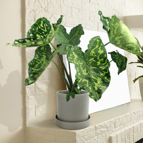 Alocasia Hilo Beauty Starter Plant (1'-2') | Tropical Indoor/Outdoor Plant | Low-Maintenance Houseplant for Humid Environments