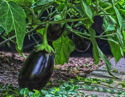 50 Seeds Eggplant Black Beauty (Solanum melongena) - Heirloom, Non-GMO, Dark Purple, Great for Garden, Organic Vegetable Planting