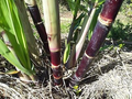 5 Dark Green and Purple Sugarcane Cuttings - Sweet & Juicy, 2" Rooted Sticks, Ready to Plant, Fast Growing, Live Plant