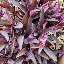 9 Organic Purple Heart Wandering Jew Unrooted Cuttings - Tradescantia pallida, Purple Heart Plant, Easy Propagation, Home Decor Plant