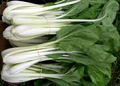 400 Seeds Pak Choi White Stem for Planting (Brassica rapa) - Crisp, Tender Asian Greens for Home Gardens, Fast-Growing, Cold-Hardy