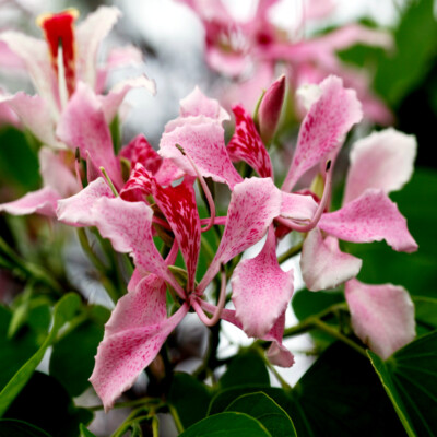 20 Pink Orchid Tree Seeds - Bauhinia monandra, Tropical Butterfly Flower, Rare, Zones 10-12, Attracts Bees & Butterflies, Fast Growing