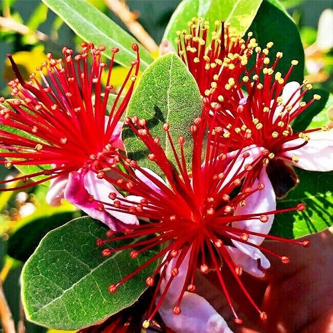 20 Pineapple Guava Tree Seeds (Feijoa sellowiana) – Tropical Fruit & Flower Plant, Edible Blooms, USDA Zones 8-11, Brazilian Fig Guava