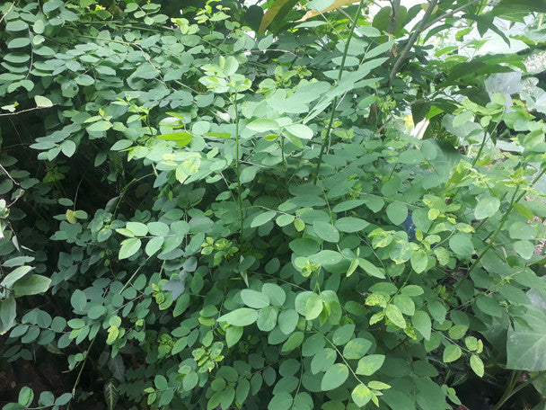Katuk (Sauropus androgynus) – 7 Fresh Unrooted Cuttings | Star Gooseberry Leafy Vegetable Plant | Easy to Grow Edible Shrub