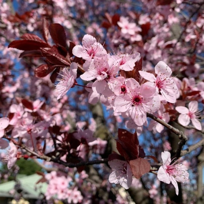 Prunus cerasifera Cuttings, 3 Unrooted 6" Stems, Deciduous Fruit Tree, Purple Leaves, USDA Zones 4-9