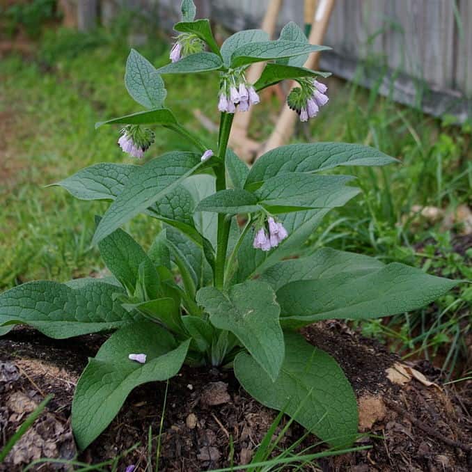 10 Russian Comfrey Cuttings – Bocking 14 Cultivar – Live Unrooted Starts for Compost, Fertilizer, Pollinators & Medicinal Gardens