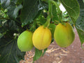 Jatropha Curcas Seeds - 15 Rare Physic Nut Seeds, Drought Tolerant, Barbados Variety, Jatropha for Sustainable Gardening