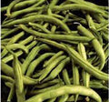 Heirloom Bean Seeds - Commodore Bush Variety, 100+ Non-GMO Green Beans, Organic Gardening, Planting Supplies