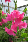 Evie Jones Sweet Pea Seeds - 50+ Seeds for Garden Planting - Lathyrus odoratus - USA - Free Shipping