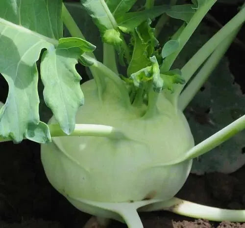 Kohlrabi Seeds 100+ Early White Vienna Variety Brassica oleracea
