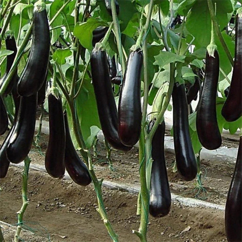Chinese Eggplant Seeds - 100+ Long Purple Aubergine Seeds for Asian Vegetable Gardens - Non-GMO