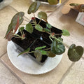 Beefsteak Begonia Starter Plant, Well Rooted, Begonia Erythrophylla, Indoor Houseplant, Easy Care Plant