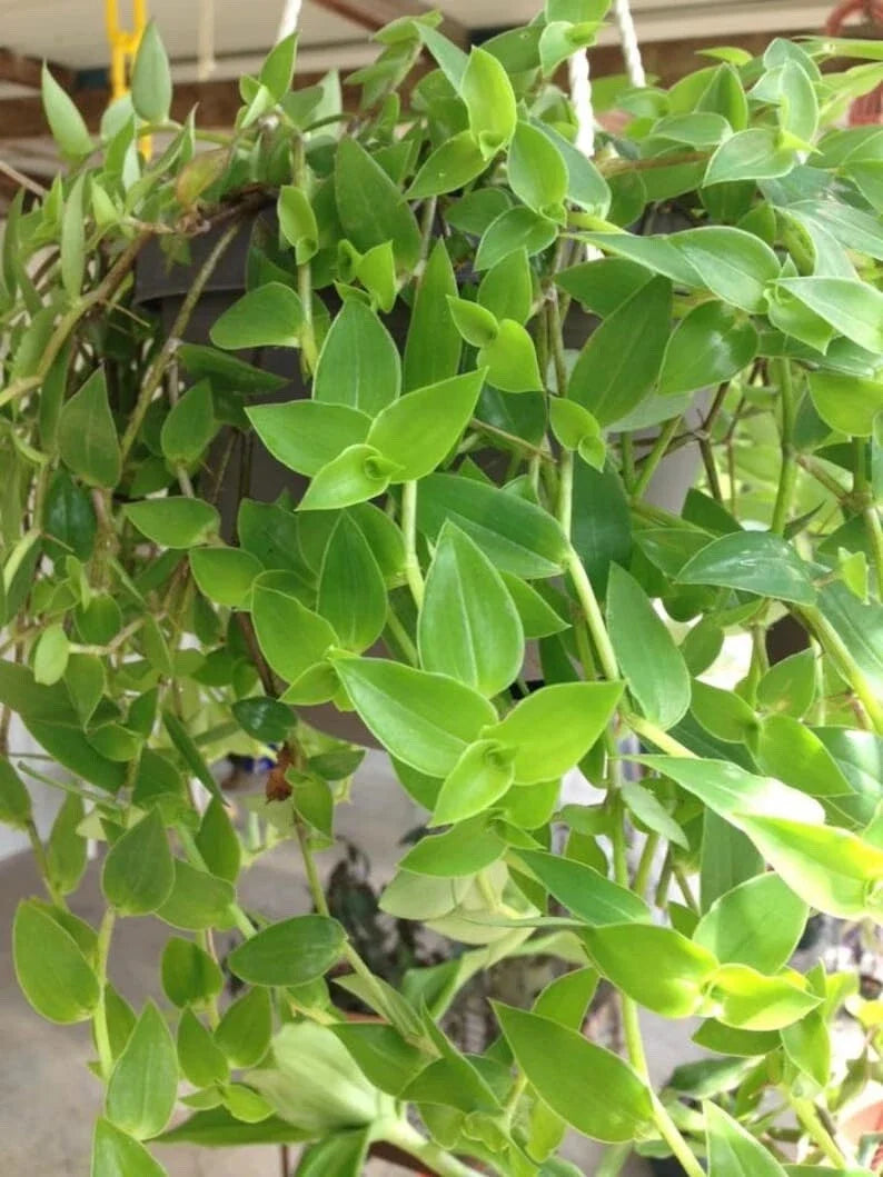 Unrooted Cuttings of Green Wandering Jew Tradescantia Aurea 'Inch Plant' - 12 inches Long, Ideal for Plant Propagation