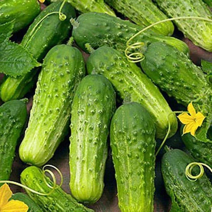 Boston Pickling Cucumber Seeds | Heirloom Non-GMO | Cucumis sativus | Vegetable Garden Seeds