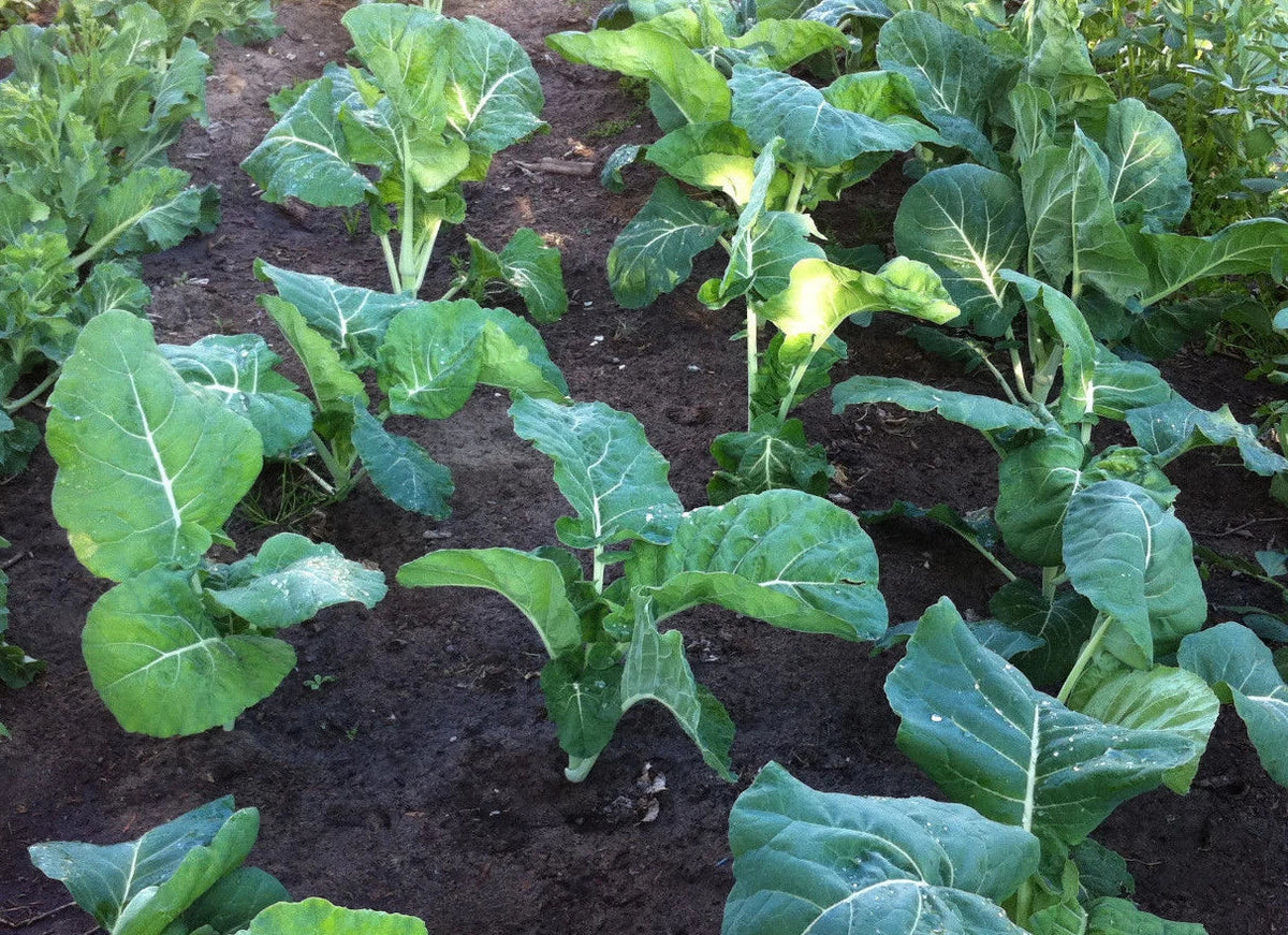 Kale Seeds 100 Count Packet - Premier Early Variety, Tender, Overwinter - Brassica oleracea