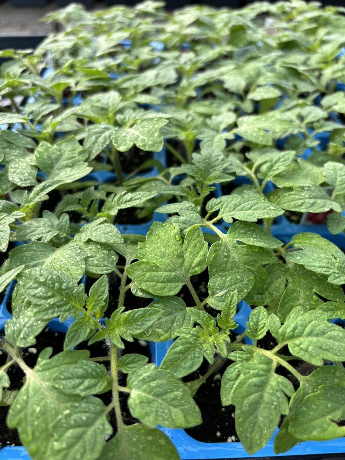 Rare Old German Tomato Live Plants - Lot of 2 - Heirloom Variety - Solanum lycopersicum