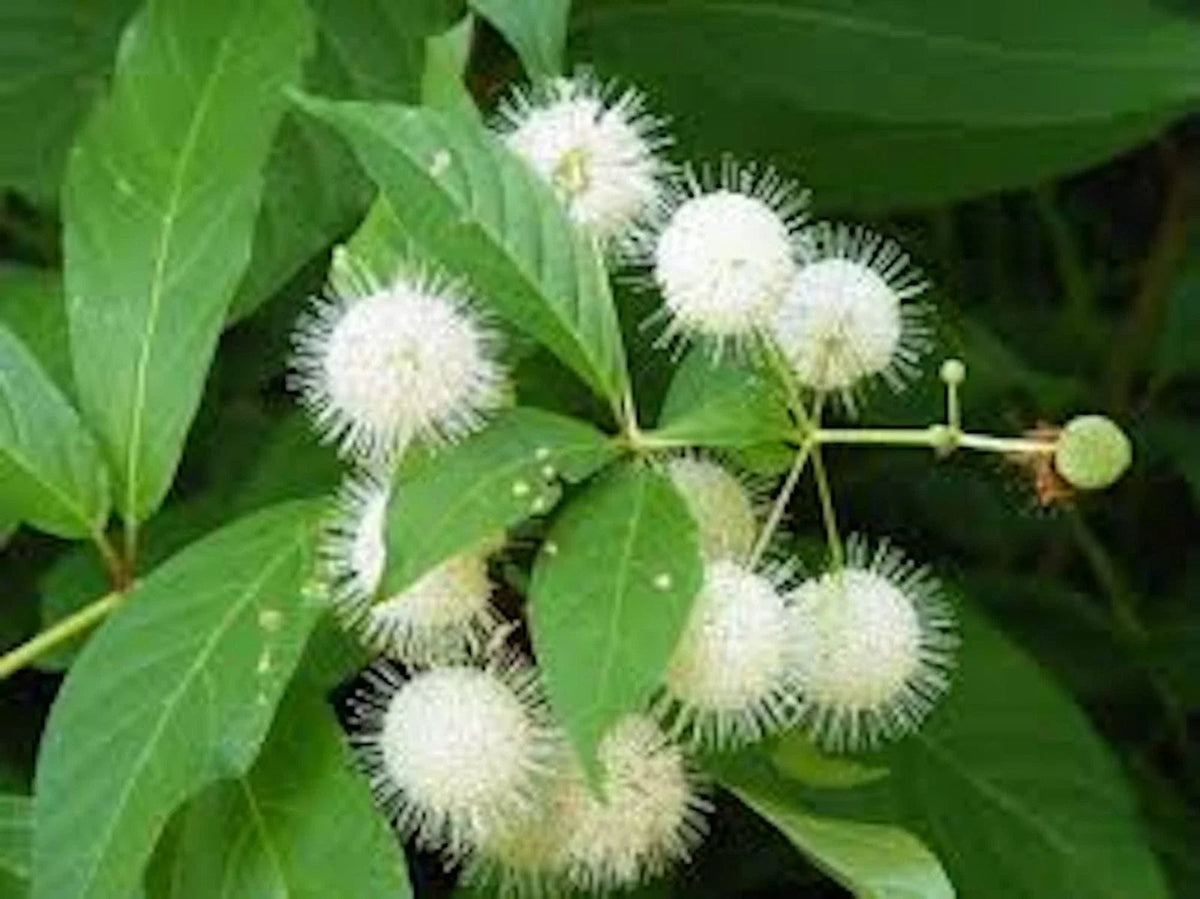 Buttonbush Plant Bare Root Shrub 12-24" Tall Cephalanthus occidentalis Native Wetland Perennial