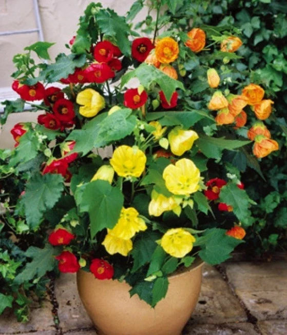 Abutilon Bellevue Mix Flowering Maple Seeds - 20 Fresh Seeds, Free Shipping - Tropical Indoor Plant Seeds