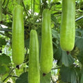 35pcs Long Bottle Gourd Seeds - Non-GMO Calabash Gourd Seeds for Planting - Cucurbita maxa