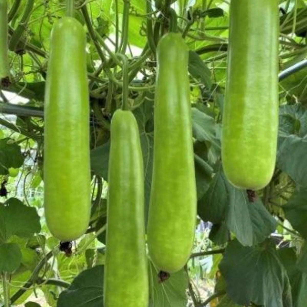 35pcs Long Bottle Gourd Seeds - Non-GMO Calabash Gourd Seeds for Planting - Cucurbita maxa