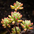 Rare Succulent Plant 2-Inch Sedum pachyphyllum Fully Rooted Live Plant for Gift or Home Decor