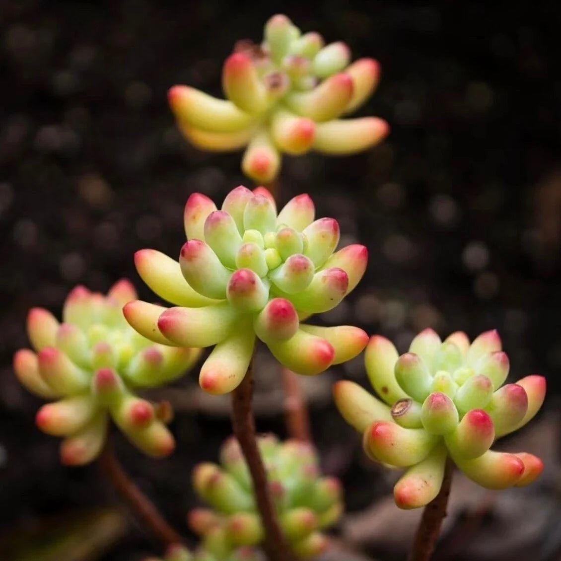 Rare Succulent Plant 2-Inch Sedum pachyphyllum Fully Rooted Live Plant for Gift or Home Decor