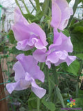 Misty Mountain Sweet Pea Seeds - 50+ Pack for Garden Planting - Lathyrus odoratus - USA