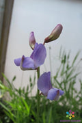 50+ Lathyrus paranensis Annual Sweet Pea Seeds | Garden Variety | USA Grown | Free Shipping