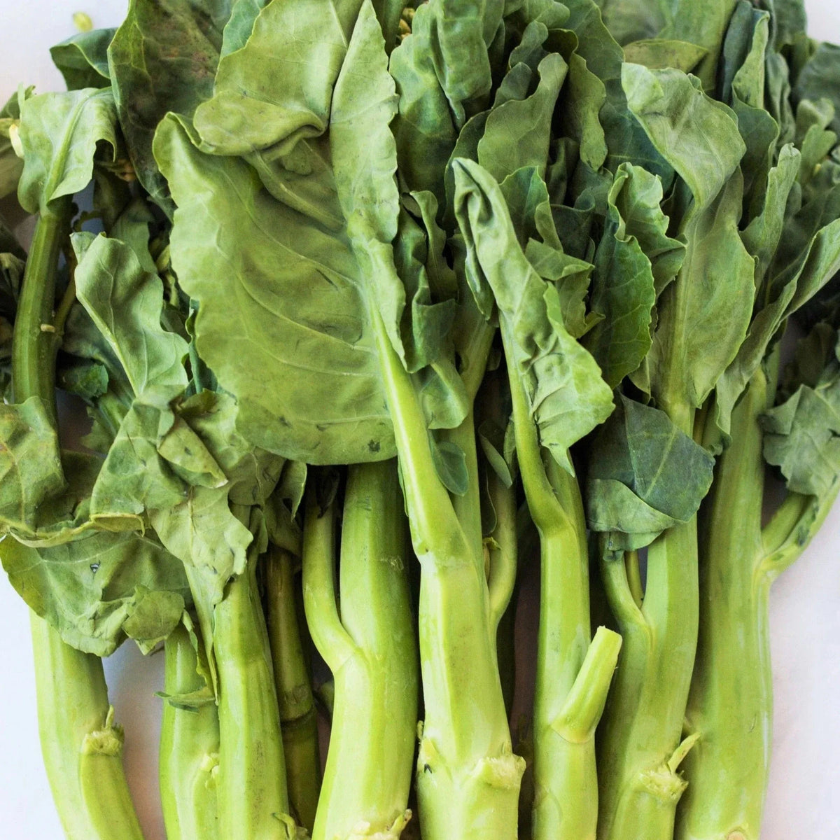 Chinese Broccoli Seeds - 500+ Count - Jie Lan Gai Lan Rapini - Brassica oleracea var. alboglabra - Ideal for 2025 Planting