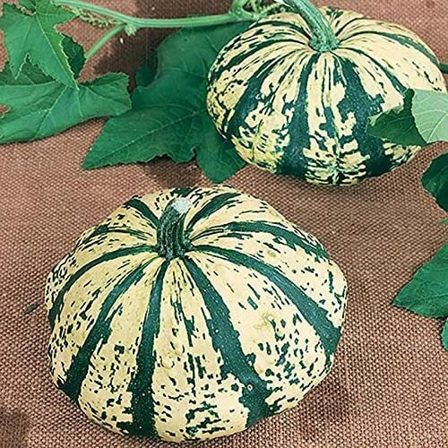 10 Partial Eclipse Summer Squash Seeds | Colorful Mini Pumpkins | Cucurbita pepo