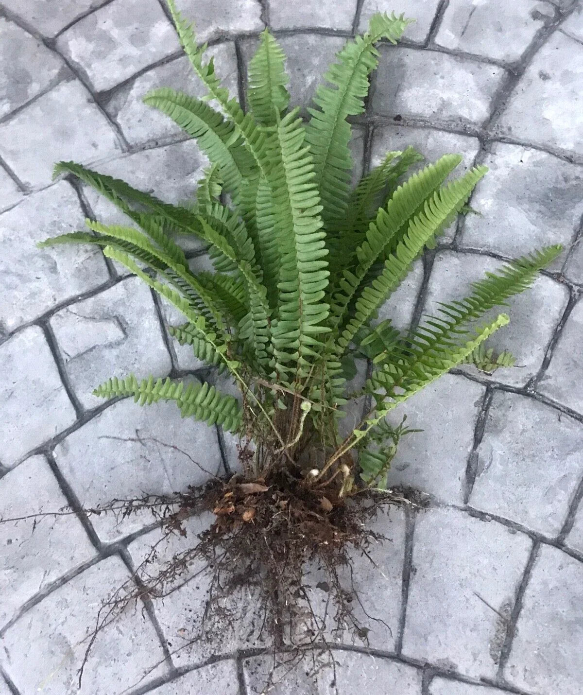 Boston Sword Fern Live Plants Bundle - 12 Bare Root Air Purifying Ferns, Nephrolepis exaltata