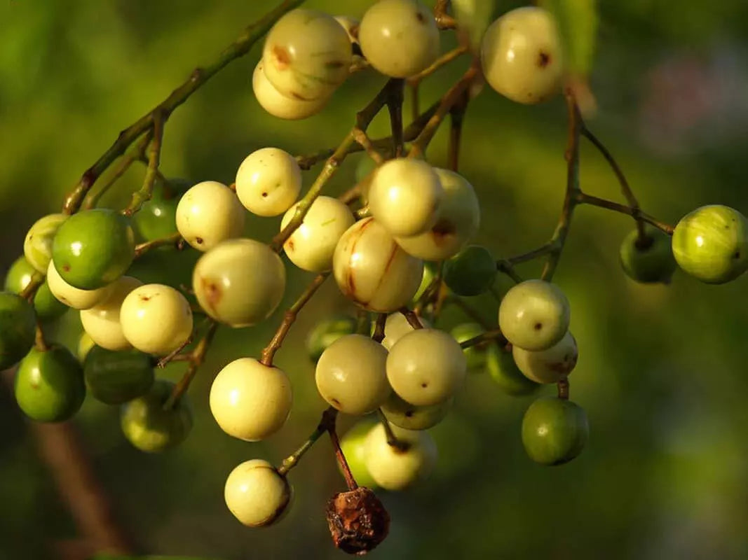 Chinaberry Tree Seeds, 20 Pack, Melia Azedarach, Pride Variety for Planting
