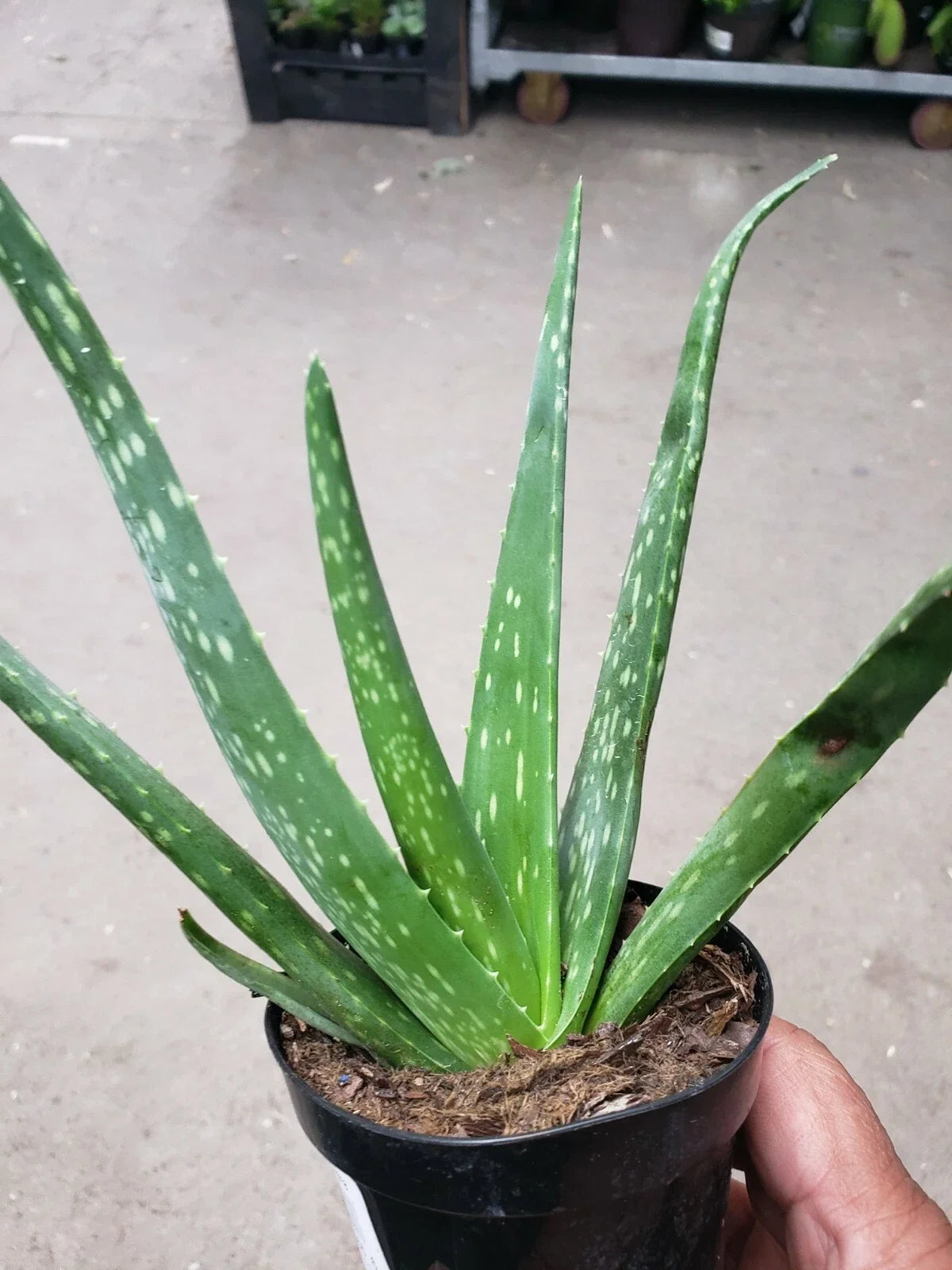 Potted Aloe Vera Plant - Live Succulent - Air Purifier - Medicinal Herb - Easy-to-Grow - Aloe barbadensis miller