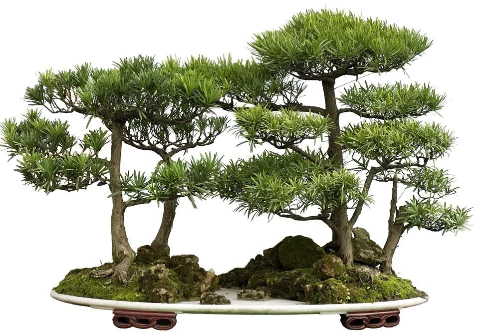 Bonsai Tree Seeds - 30 Western Red Cedar Seeds - Thuja plicata - Ideal for Gardening and Landscaping
