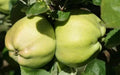 Calville Blanc d'Hiver Apple Seeds - 25+ Seeds for Garden Planting - Malus domestica - USA - FREE SHIPPING