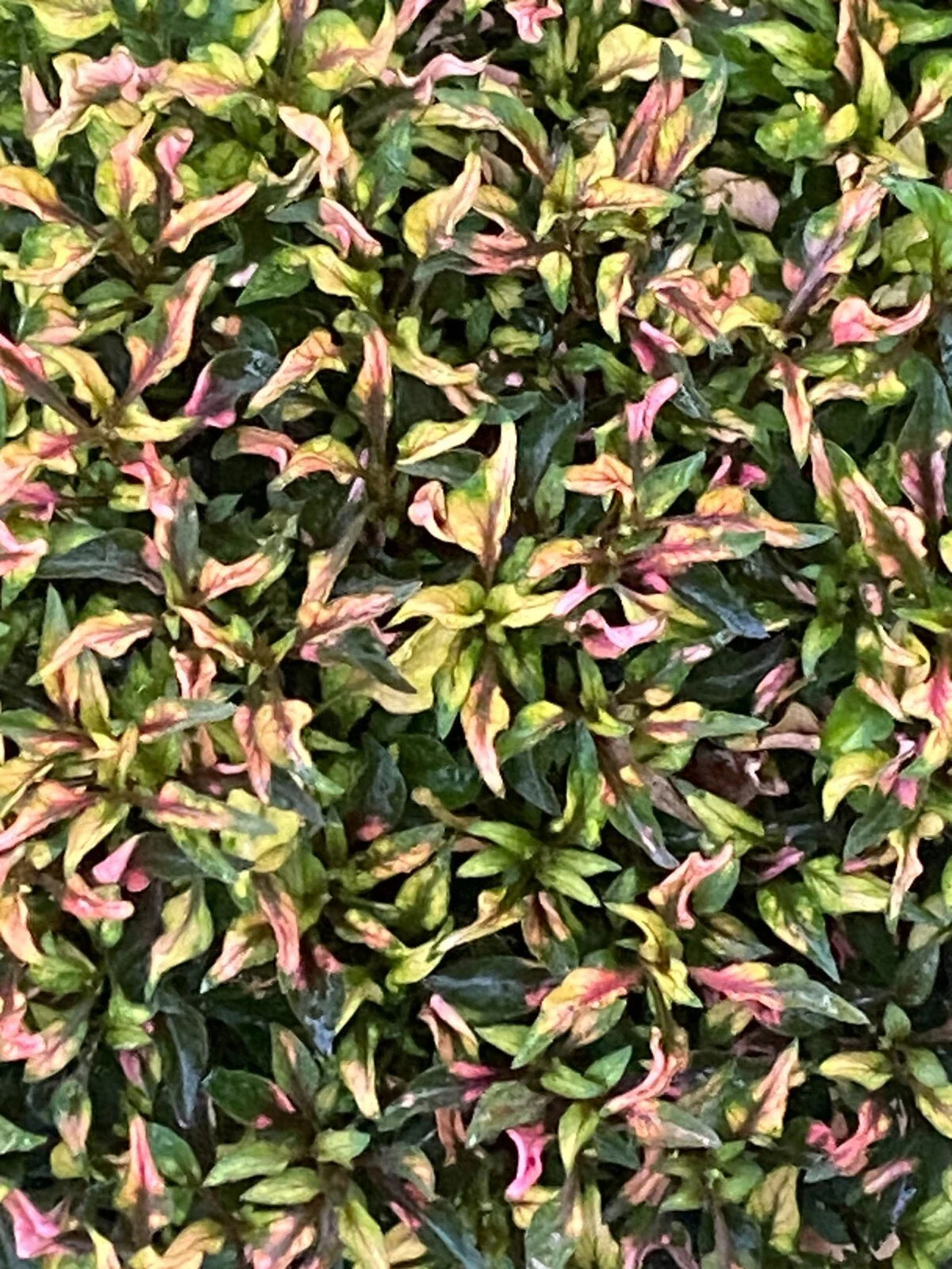 Alternanthera Ruby Slippers Rooted Plant 3" Pot