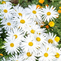 OX-EYE Daisy Seeds Pack - 100 to 1000 Seeds, Drought Tolerant Perennial for Pollinators, Leucanthemum vulgare