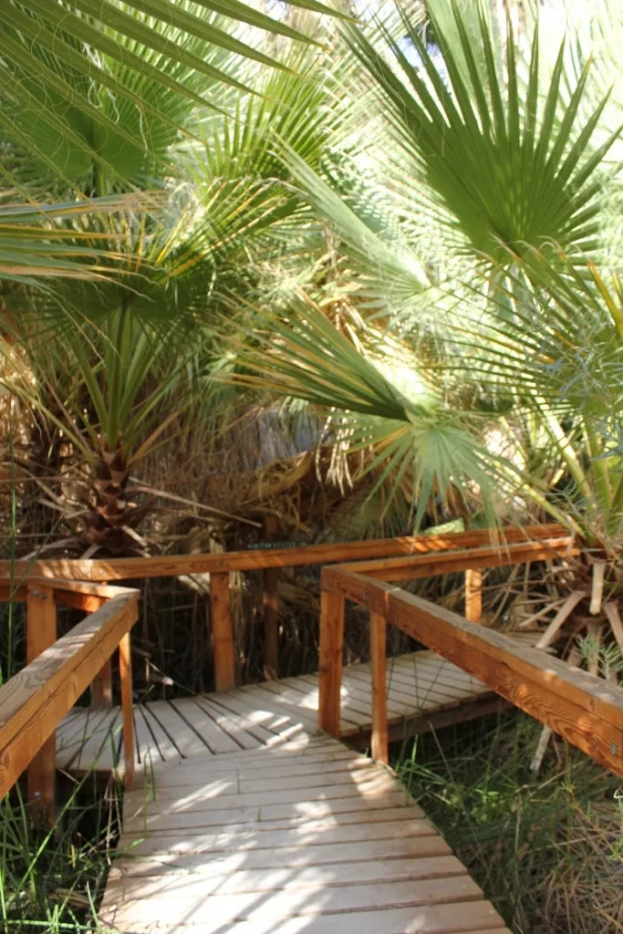20 Seeds California Fan Palm Washingtonia filifera - Drought Tolerant, Hardy Landscape Plant Seeds