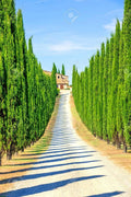 Italian Cypress Seeds for Planting | 50 Seeds | Exotic Evergreen Tree Seeds | Cupressus sempervirens