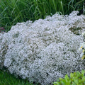 Baby's Breath Seeds - 150+ Non-GMO Heirloom Gypsophila Covent Garden - USA Grown