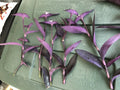 Tradescantia pallida Cuttings 10" Purple Heart Wandering Jew Live Plant Bundle - Fast-Growing Indoor/Outdoor Houseplant