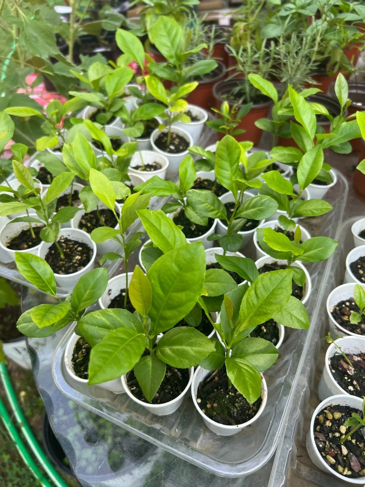 Lemon Tree Seedling, Live Plant, Fully Rooted, Citrus limon