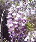 Japanese Wisteria Cuttings - Extra Long Fragrant Purple Flowers - 10 Fresh Cuttings - Wisteria floribunda