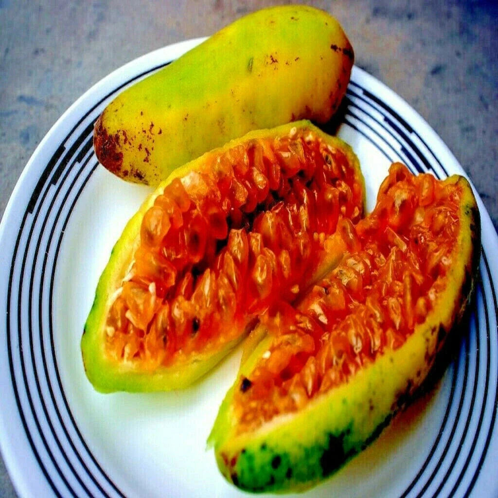 20 Banana Passionfruit Seeds, Rare Fast Flowering Vine, Passiflora Mollissima, Tropical Edible Fruit Seeds