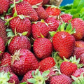 Albion Strawberry Plants - 10 Bare-Root Day Neutral Variety - Fragaria × ananassa