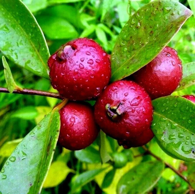 20 Strawberry Guava Tree Seeds, Edible Fruit Plant, Psidium cattleianum, Tropical Gardening, Home Orchard